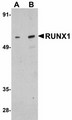 AML1 / RUNX1 Antibody - Western blot of RUNX1 in Raji cell lysate with RUNX1 antibody at (A) 1 and (B) 2 ug/ml.