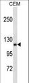 AMOT / Angiomotin Antibody - AMOT Antibody western blot of CEM cell line lysates (35 ug/lane). The AMOT antibody detected the AMOT protein (arrow).
