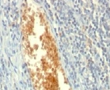 AMPD3 Antibody - Formalin-fixed, paraffin-embedded human tonsil stained with AMPD3 antibody (AMPD3/901).  This image was taken for the unmodified form of this product. Other forms have not been tested.