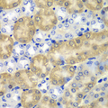 AMY1A / Salivary Amylase Antibody - Immunohistochemistry of paraffin-embedded mouse kidney tissue.