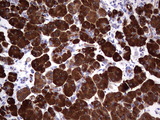 AMY2A / Pancreatic Amylase Antibody - Immunohistochemical staining of paraffin-embedded Human pancreas tissue within the normal limits using anti-AMY2A mouse monoclonal antibody. (Heat-induced epitope retrieval by 1 mM EDTA in 10mM Tris, pH8.5, 120C for 3min,