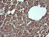 ANAPC11 / APC11 Antibody - IHC of paraffin-embedded Human pancreas tissue using anti-ANAPC11 mouse monoclonal antibody.