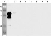 ANGPTL2 / ARP2 Antibody - Western blot analysis using anti-ANGPTL2 (human), pAb at 1:2000 dilution. 1: Human ANGPTL2 (FLAG-tagged). 2: Human ANGPTL2 (FLD) (FLAG-tagged). 3: Human ANGPTL4 (FLAG-tagged). 4: Human ANGPTL6 (FLAG-tagged). 5: Human ANGPTL7 (FLAG-tagged). 6: Human ANGPTL3 (FLD) (FLAG-tagged). 7: Human ANGPTL7 (FLD) (FLAG-tagged). 8: Human ANGPTL4 (FLD) (FLAG-tagged).