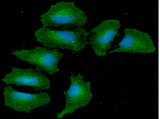 ANGPTL3 Antibody - ICC/IF analysis of ANGPT5 in HeLa cells. The cell was stained with ANGPT5 antibody (1:100).The secondary antibody (green) was used Alexa Fluor 488. DAPI was stained the cell nucleus (blue).
