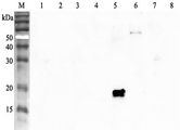 ANGPTL4 Antibody - Western blot analysis using anti-ANGPTL4 (human), pAb at 1:2000 dilution. 1: Human ANGPTL1 (FLAG-tagged). 2: Human ANGPTL2 (FLAG-tagged). 3: Human ANGPTL3 (FLAG-tagged). 4: Human ANGPTL4 (FLD) (FLAG-tagged). 5: Human ANGPTL4 (CCD) (FLAG-tagged). 6: Human ANGPTL6 (FLAG-tagged). 7: Human ANGPTL7 (FLAG-tagged). 7: Mouse RBP4 (FLAG-tagged) (negative control).