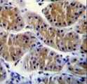 ANKEF1 / ANKRD5 Antibody - ANKRD5 Antibody immunohistochemistry of formalin-fixed and paraffin-embedded human stomach tissue followed by peroxidase-conjugated secondary antibody and DAB staining.