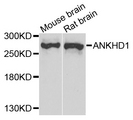 ANKHD1 Antibody - Western blot analysis of extract of various cells.