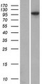 ANKMY1 Protein - Western validation with an anti-DDK antibody * L: Control HEK293 lysate R: Over-expression lysate