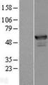 ANKMY2 Protein - Western validation with an anti-DDK antibody * L: Control HEK293 lysate R: Over-expression lysate