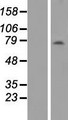 ANKRD13B Protein - Western validation with an anti-DDK antibody * L: Control HEK293 lysate R: Over-expression lysate