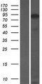 ANKRD20A1 Protein - Western validation with an anti-DDK antibody * L: Control HEK293 lysate R: Over-expression lysate