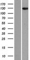 ANKRD28 Protein - Western validation with an anti-DDK antibody * L: Control HEK293 lysate R: Over-expression lysate