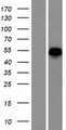 ANKRD34A Protein - Western validation with an anti-DDK antibody * L: Control HEK293 lysate R: Over-expression lysate