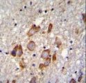 ANKRD34B Antibody - ANKRD34B Antibody immunohistochemistry of formalin-fixed and paraffin-embedded human brain tissue followed by peroxidase-conjugated secondary antibody and DAB staining.