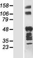 ANKRD40 Protein - Western validation with an anti-DDK antibody * L: Control HEK293 lysate R: Over-expression lysate