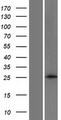 ANKRD46 Protein - Western validation with an anti-DDK antibody * L: Control HEK293 lysate R: Over-expression lysate