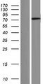 ANKRD55 Protein - Western validation with an anti-DDK antibody * L: Control HEK293 lysate R: Over-expression lysate