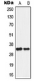 ANT2 / SLC25A5 Antibody - Western blot analysis of ANT2 expression in A549 (A); PC12 (B) whole cell lysates.