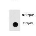 ANTXR1 / TEM8 Antibody - Dot blot of anti-Phospho-ANTXR1-pY382 Antibody on nitrocellulose membrane. 50ng of Phospho-peptide or Non Phospho-peptide per dot were adsorbed. Antibody working concentrations are 0.5ug per ml.