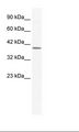 ANXA13 / Annexin XIII Antibody - Jurkat Cell Lysate.  This image was taken for the unconjugated form of this product. Other forms have not been tested.
