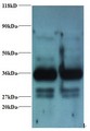 ANXA2 / Annexin A2 Antibody - Western blot of Annexin A2 antibody at 2 ug/ml . Lane 1:293T whole cell lysate. Lane 2: EC109 whole cell lysate . Secondary: Goat polyclonal to Rabbit IgG at 1:15000 dilution . Predicted band size: 37 kDa . Observed band size: 37 kDa Additional bands at: 30 kDa. We are unsure as to the identity of this extra band.  This image was taken for the unconjugated form of this product. Other forms have not been tested.