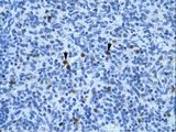 ANXA3 / Annexin A3 Antibody - ANXA3 / Annexin A3 antibody ARP36578_T100-NP_005130-ANXA3 (annexin A3) Antibody was used in IHC to stain formalin-fixed, paraffin-embedded human spleen.  This image was taken for the unconjugated form of this product. Other forms have not been tested.