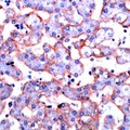 ANXA6/Annexin A6/Annexin VI Antibody - Human liver stained with Anti-Annexin VI