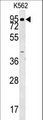 AOC1 Antibody - ABP1 Antibody western blot of K562 cell line lysates (35 ug/lane). The ABP1 antibody detected the ABP1 protein (arrow).