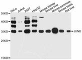 AP-1 / JUND Antibody - Western blot analysis of extracts of various cell lines, using JUND antibody at 1:3000 dilution. The secondary antibody used was an HRP Goat Anti-Rabbit IgG (H+L) at 1:10000 dilution. Lysates were loaded 25ug per lane and 3% nonfat dry milk in TBST was used for blocking. An ECL Kit was used for detection and the exposure time was 60s.