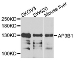 AP3B1 Antibody - Western blot analysis of extracts of various cells.