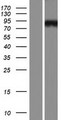 AP5Z1 Protein - Western validation with an anti-DDK antibody * L: Control HEK293 lysate R: Over-expression lysate