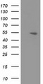 APBB3 Antibody - HEK293T cells were transfected with the pCMV6-ENTRY control (Left lane) or pCMV6-ENTRY APBB3 (Right lane) cDNA for 48 hrs and lysed. Equivalent amounts of cell lysates (5 ug per lane) were separated by SDS-PAGE and immunoblotted with anti-APBB3.