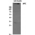APC Antibody - Western blot of APC antibody