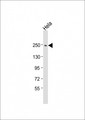 APCL / APC2 Antibody - Anti-APC2 Antibody (N-Term) at 1:2000 dilution + HeLa whole cell lysate Lysates/proteins at 20 ug per lane. Secondary Goat Anti-Rabbit IgG, (H+L), Peroxidase conjugated at 1:10000 dilution. Predicted band size: 244 kDa. Blocking/Dilution buffer: 5% NFDM/TBST.