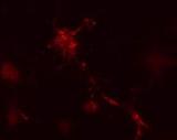 APG12 / ATG12 Antibody - Mouse leukemic monocyte macrophage cells treated with vinblastine for 1 hr. APG12L antibody detected punctuate staining indicative of nascent autophagic vacuole structures. Data courtesy of Dr. Barry Boland, Department of Pharmacology, Oxford University.