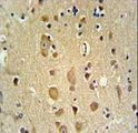 APITD1 Antibody - APITD1 Antibody IHC of formalin-fixed and paraffin-embedded brain tissue followed by peroxidase-conjugated secondary antibody and DAB staining.