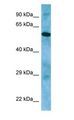 APLF / PALF Antibody - APLF / PALF antibody Western Blot of PANC1.  This image was taken for the unconjugated form of this product. Other forms have not been tested.