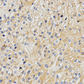 APLP2 Antibody - Immunohistochemistry of paraffin-embedded human kidney using APLP2 antibody at dilution of 1:200 (x400 lens).