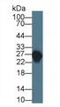 APOA1 / Apolipoprotein A 1 Antibody - Western Blot; Sample: Rabbit Serum; Primary Ab: 3µg/ml Mouse Anti-Rabbit APOA1 Antibody Second Ab: 0.2µg/mL HRP-Linked Caprine Anti-Mouse IgG Polyclonal Antibody