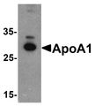 APOA1 / Apolipoprotein A 1 Antibody - Western blot analysis of ApoA1 in chicken liver tissue lysate with ApoA1 antibody at 1 ug/ml .