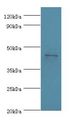 APOA4 Antibody - Western blot. All lanes: APOA4 antibody at 2 ug/ml+human serum. Secondary antibody: goat polyclonal to rabbit at 1:10000 dilution. Predicted band size: 45 kDa. Observed band size: 45 kDa.  This image was taken for the unconjugated form of this product. Other forms have not been tested.