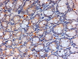 APOA4 Antibody - Goat Anti-apolipoprotein A-IV (mouse) Antibody (2µg/ml) staining of paraffin embedded Mouse Colon. Steamed antigen retrieval with citrate buffer pH 6, HRP-staining.