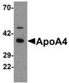 APOA4 Antibody - Western blot analysis of ApoA4 in chicken small intestine tissue lysate with ApoA4 antibody at 1 ug/ml
