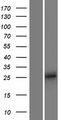 APOBEC2 Protein - Western validation with an anti-DDK antibody * L: Control HEK293 lysate R: Over-expression lysate