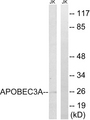 APOBEC3A Antibody - Western blot analysis of lysates from Jurkat cells, using APOBEC3A Antibody. The lane on the right is blocked with the synthesized peptide.
