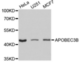 APOBEC3B Antibody - Western blot analysis of extracts of various cell lines.