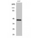 APOBEC3D + APOBEC3F Antibody - Western blot of APOBEC3D/F antibody