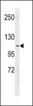 APOBR / APOB48R Antibody - APOB48R Antibody western blot of A549 cell line lysates (35 ug/lane). The APOB48R antibody detected the APOB48R protein (arrow).