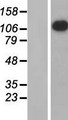 APOBR / APOB48R Protein - Western validation with an anti-DDK antibody * L: Control HEK293 lysate R: Over-expression lysate
