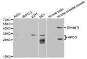APOD / Apolipoprotein D Antibody - Western blot analysis of extracts of various cell lines.
